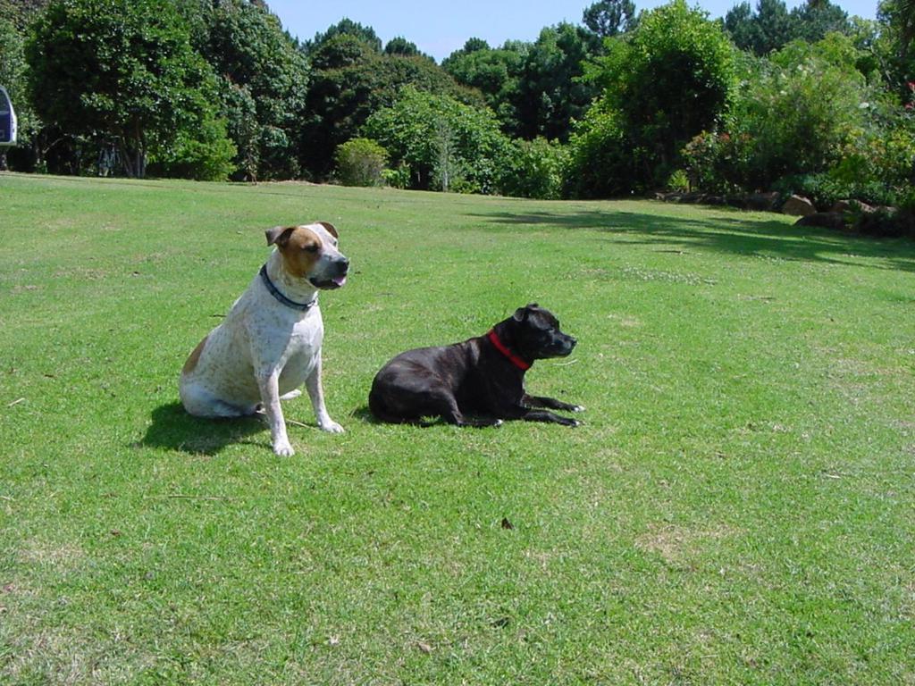Tropical Coast Retreat - Pet Friendly - Adult Only ξενώνας Kingscliff Εξωτερικό φωτογραφία