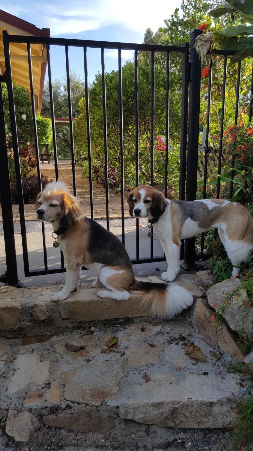 Tropical Coast Retreat - Pet Friendly - Adult Only ξενώνας Kingscliff Εξωτερικό φωτογραφία