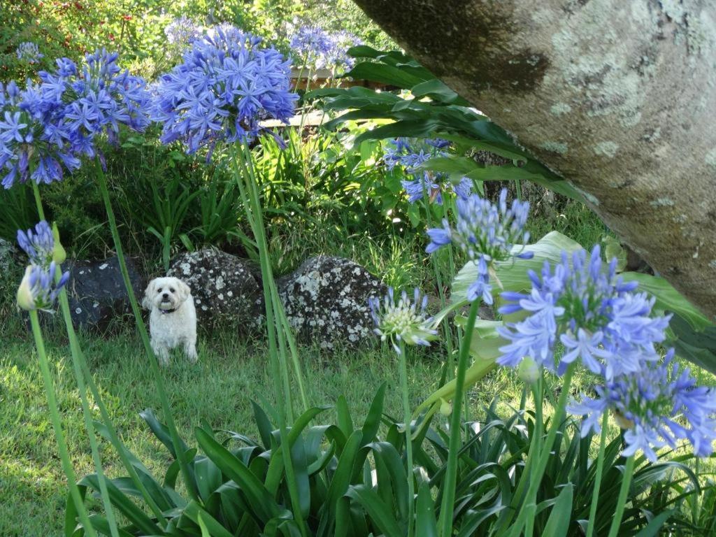 Tropical Coast Retreat - Pet Friendly - Adult Only ξενώνας Kingscliff Εξωτερικό φωτογραφία
